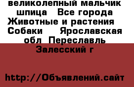 великолепный мальчик шпица - Все города Животные и растения » Собаки   . Ярославская обл.,Переславль-Залесский г.